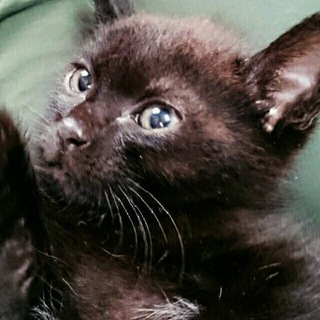 かわいい黒ねこくん、もらってください。