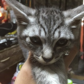 ２ヶ月の男の子