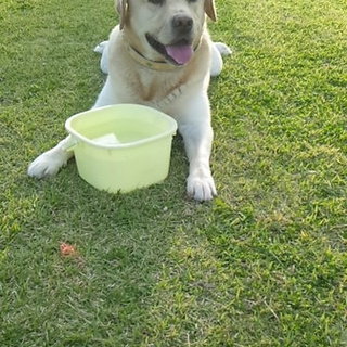 飼い主さん孤独死　寂しいこの子に寄り添って下さい