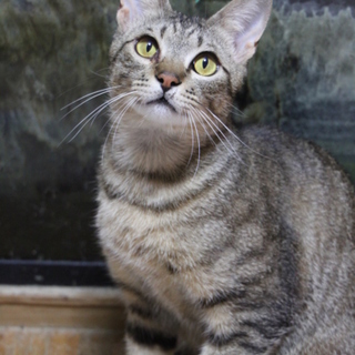 現在トライアル中です！！【熱男！】