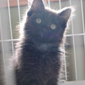 黒猫のモフ君です