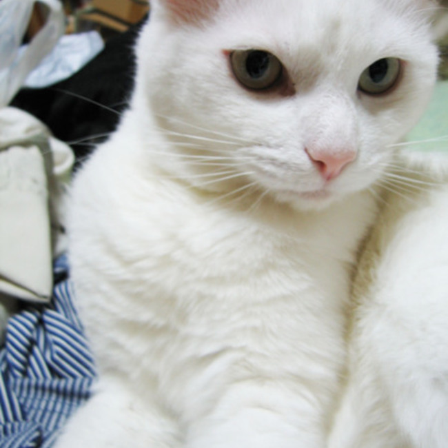 こちら肉球クラブのカバー写真