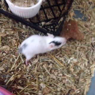 ハムスターが産まれました。