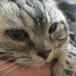 性格バツグンのアメショ