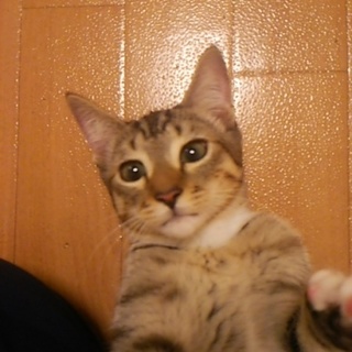 子猫の里親募集