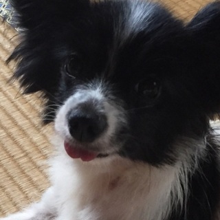 至急お願いしますチワワパピヨンミックスです。