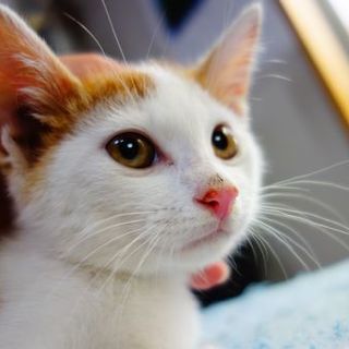 ★生後２ヶ月の茶白ブラザースのごまだれ君★