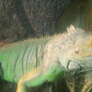 グリーンイグアナ５歳ぐらい