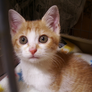 茶白のやんちゃな男の子4～5ヶ月