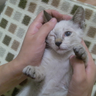 兄弟一緒に迎えて下さる里親様が見つかりました！