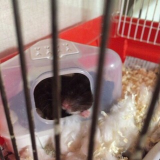ゴールデンハムスター