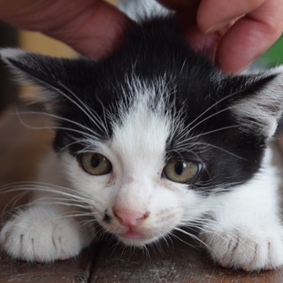 白と黒の柄の面白い顔の男の子です。