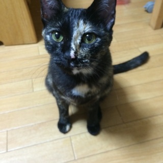 ♪寂しがりやの甘えん坊♪性格優しいです★