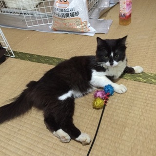 白黒長毛甘えっ子☆