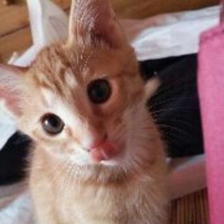 猫ちゃん２匹保護してます