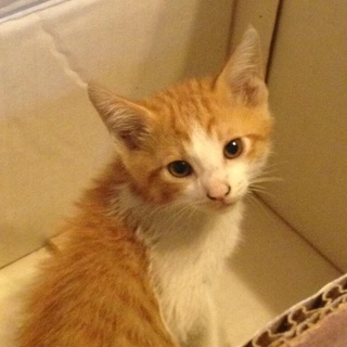 茶トラ柴 子猫 3ヶ月