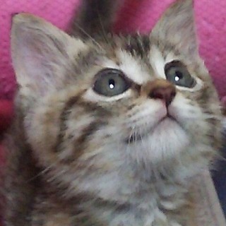 綺麗な瞳❤可憐な姫❤らんちゃん