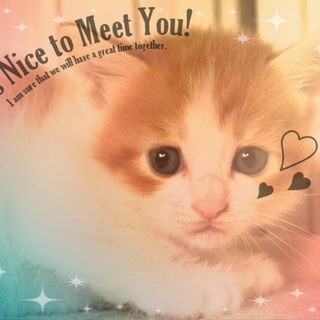 再募集、踏切に捨てられていました