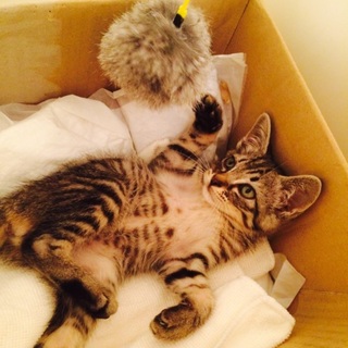 1カ月半、男の子 甘えん坊です