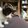 ありがとうございました！ サムネイル3