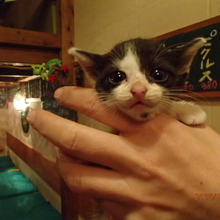 牛さん柄の人懐っこい子猫