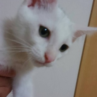 白猫3兄弟。おっとりアオ君♂