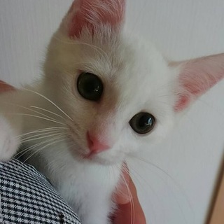 白猫3兄妹。美人なうみちゃん♀