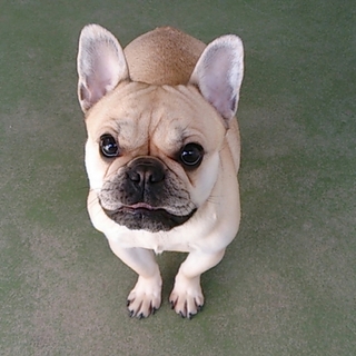 人懐っこいフレブルです