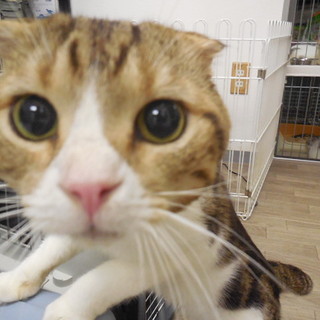 興味津々　きょうしろう