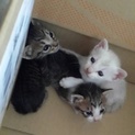 子猫ちゃん3匹いてます！