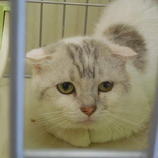 イケメン　ハク