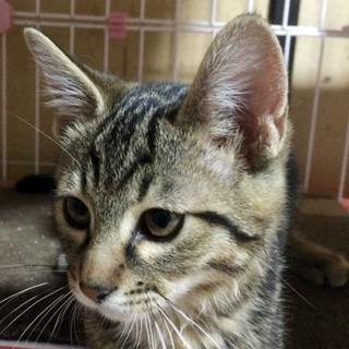 馴染むのがとっても早い♪はやてくん