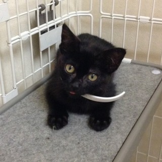 奇跡の猫ちゃん