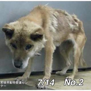 愛媛県動物愛護センターに保護されています！