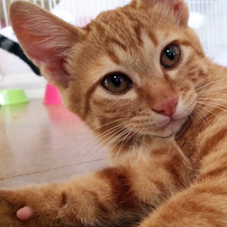 くっきり茶トラのイケメン☆のぞみくん