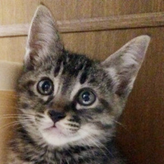 控えめガール☆あさまちゃん