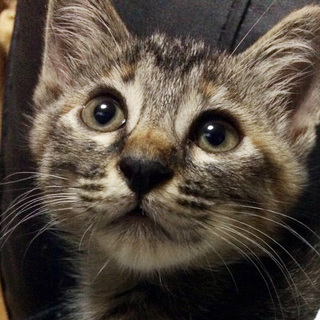 ８/23東京でお見合可能☆つばめちゃん