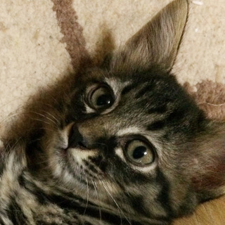 ちょっとふわふわ長毛☆ときくん