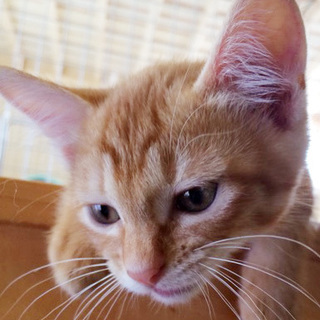 お膝姫ひかりちゃん