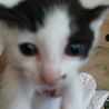 子猫譲ります サムネイル2