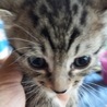子猫譲ります サムネイル3