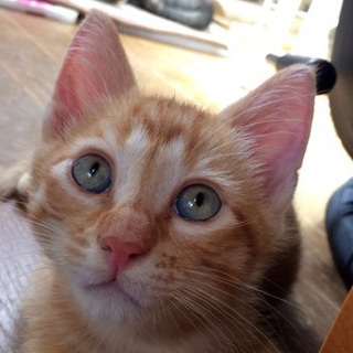 FIV,FeLV(-)★元気な男子☆やまびこくん