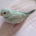 ビセイインコの里親様募集