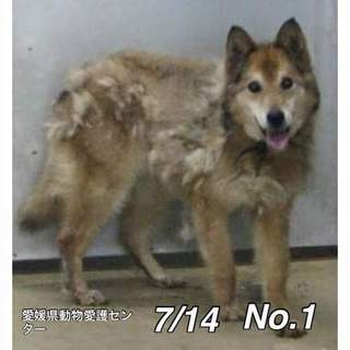 愛媛県動物愛護センターに保護されています！