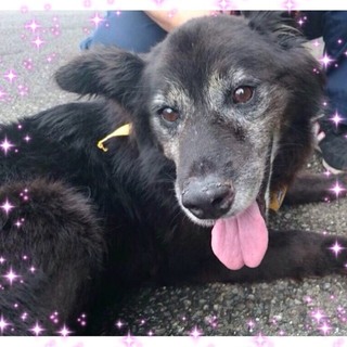 処分まじか。この子の命を救ってください。