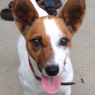 やんちゃなジャックラッセルテリア