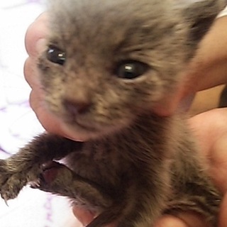 依頼掲載❤ロシアンブルー風ベビー