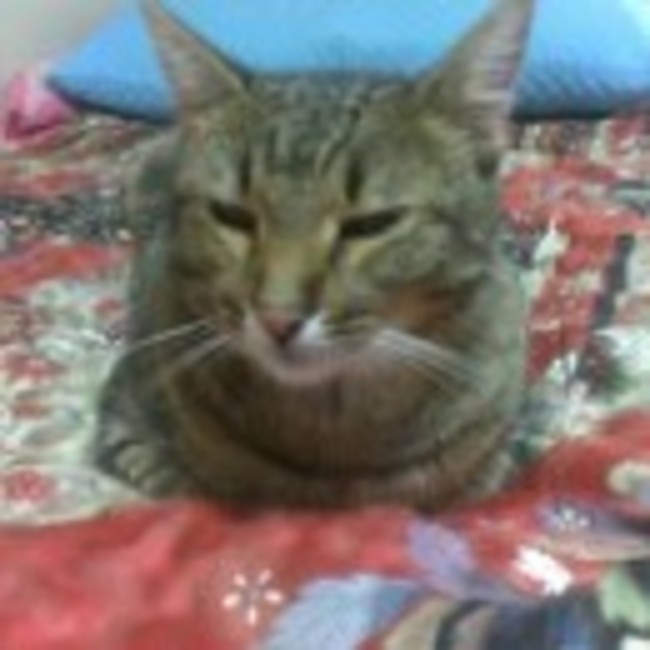 らんらんぽのカバー写真