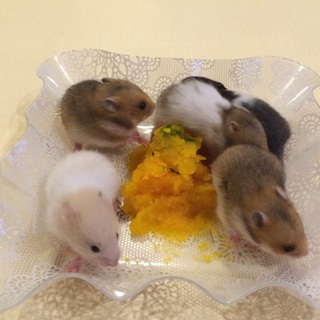 2015年6月17日生まれのゴールデンハムスター