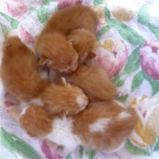 生後１０日くらいの茶トラ４兄弟姉妹です。